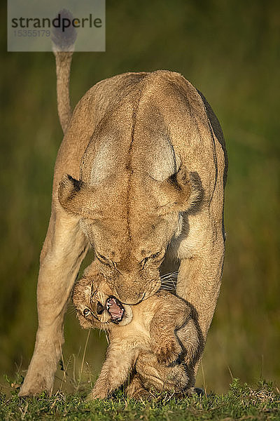 Löwin (Panthera leo) beißt Jungtier im goldenen Licht  Serengeti-Nationalpark; Tansania