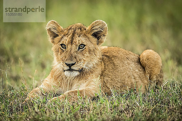 Löwenjunges (Panthera leo) liegt im Gras und schaut nach links  Serengeti; Tansania