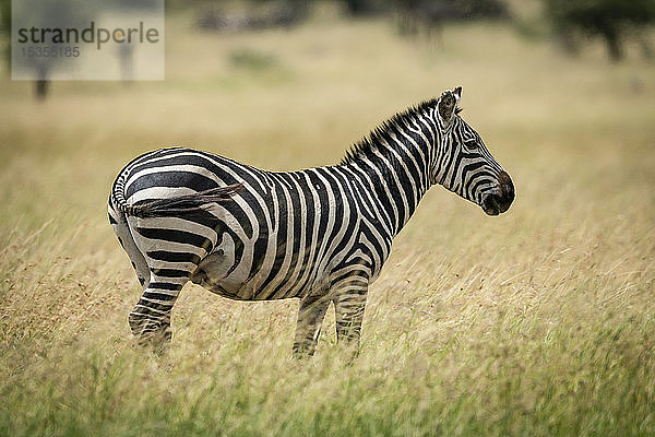 Steppenzebra (Equus quagga) steht nach rechts im Gras  Serengeti-Nationalpark; Tansania