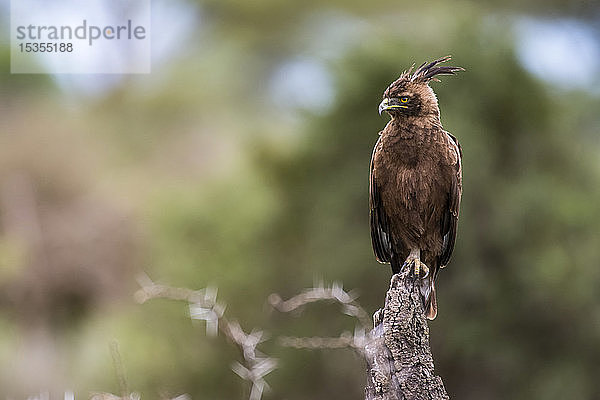 Schopfadler (Lophaetus occipitalis) auf einem toten Baumstumpf im Ndutu-Gebiet des Ngorongoro-Schutzgebiets in den Serengeti-Ebenen; Tansania