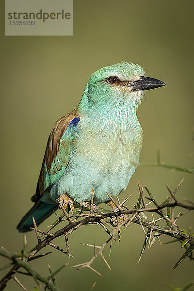 Blauracke (Coracias garrulus) auf Dornenzweig  Serengeti-Nationalpark; Tansania