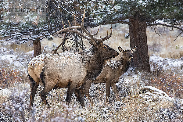 Elchbulle (Cervus canadensis) mit Kalb; Denver  Colorado  Vereinigte Staaten von Amerika