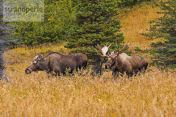 Großer Elchbulle und Elchkuh (Alces alces) stehen im Gebüsch in der Nähe des Powerline Pass im Chugach State Park  in der Nähe von Anchorage in Süd-Zentral-Alaska an einem sonnigen Herbsttag; Alaska  Vereinigte Staaten von Amerika