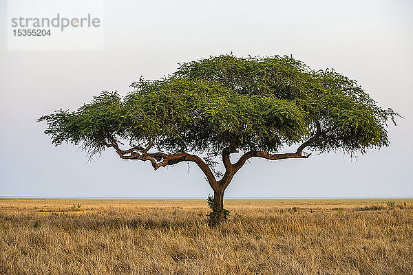 Eine einsame Akazie am Rande der Katavi-Ebene im Katavi-Nationalpark; Tansania