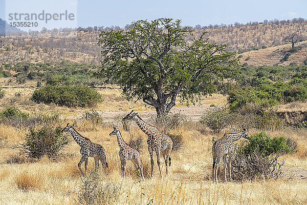 Ausgewachsene Maasai-Giraffe (Giraffa camelopardalis) mit drei jungen Giraffen in der goldenen Trockensavanne des Ruaha-Nationalparks; Tansania