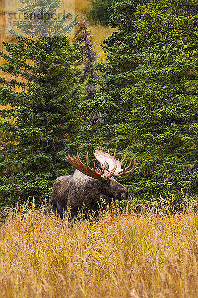 Großer Elchbulle (Alces alces)  stehend im Gebüsch in der Nähe des Powerline Pass im Chugach State Park  in der Nähe von Anchorage in Süd-Zentral-Alaska an einem sonnigen Herbsttag; Alaska  Vereinigte Staaten von Amerika