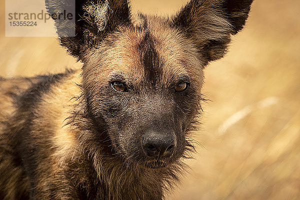Nahaufnahme eines im Gras stehenden Wildhundes (Lycaon pictus)  Serengeti National Park; Tansania