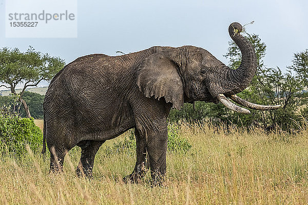 Afrikanischer Elefant (Loxodonta africana) hebt den Rüssel beim Grasfressen  Serengeti-Nationalpark; Tansania