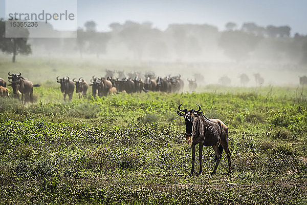 Streifengnu (Connochaetes taurinus) in der Savanne  Serengeti-Nationalpark; Tansania