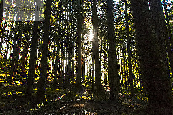 Morgensonne bricht durch die Bäume im Olympic National Park; Washington  Vereinigte Staaten von Amerika