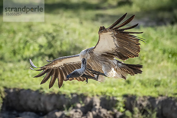 Ruppell-Gänsegeier (Gyps rueppelli) landet mit ausgebreiteten Flügeln  Serengeti-Nationalpark; Tansania