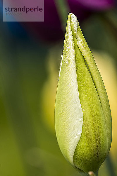 Tulpen bereiten sich im Frühjahr in einem Blumenbeet in Oregon auf das Öffnen vor; Astoria  Oregon  Vereinigte Staaten von Amerika