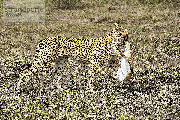 Weiblicher Gepard (Acinonyx jubatus) schleppt frisch getötete Thomson-Gazellen (Eudorcas thomsonii) im Ndutu-Gebiet des Ngorongoro-Schutzgebiets in der Serengeti-Ebene; Tansania