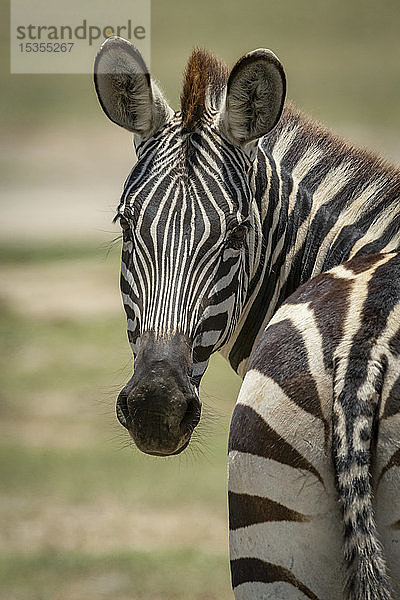 Nahaufnahme eines Steppenzebras (Equus quagga)  das sich der Kamera zuwendet  Serengeti-Nationalpark; Tansania