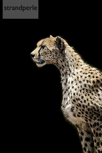 Nahaufnahme eines weiblichen Geparden (Acinonyx jubatus) mit schwarzem Hintergrund  Serengeti; Tansania