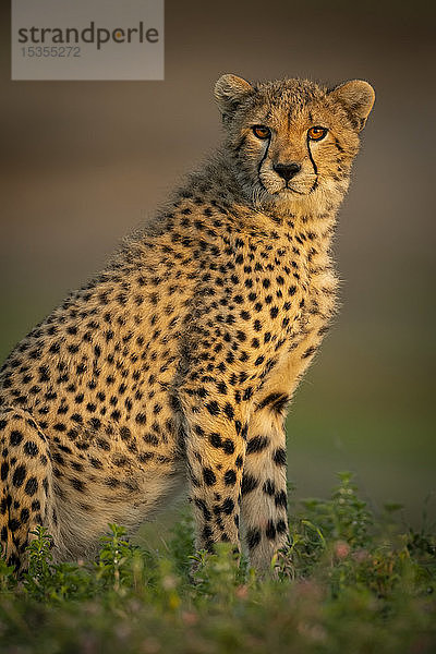 Nahaufnahme eines Gepardenjungen (Acinonyx jubatus)  sitzend im Scheinwerferlicht  Serengeti National Park; Tansania