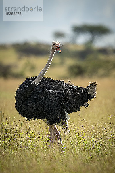 Gewöhnlicher Strauß (Struthio camelus) steht in der Grasmündung  Serengeti-Nationalpark; Tansania
