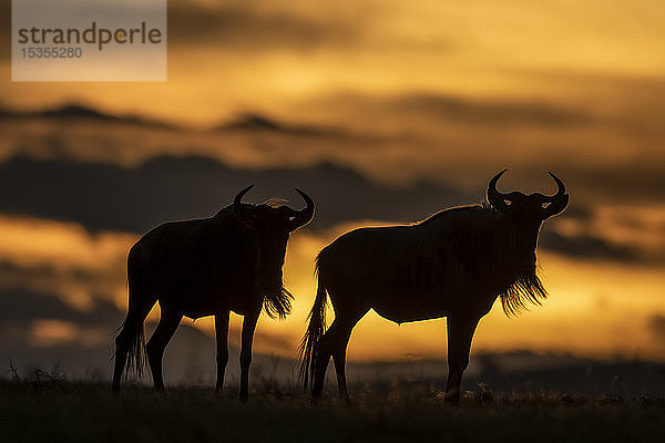 Zwei Streifengnus (Connochaetes taurinus) als Silhouette bei Sonnenuntergang  Serengeti; Tansania