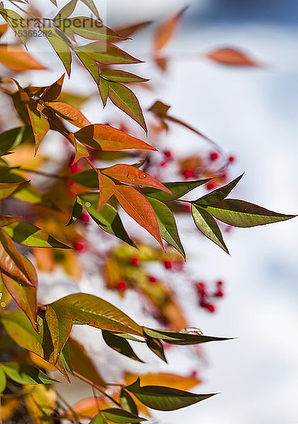 Herbstfarbenes Laub an einem Baum mit roten Beeren und Schnee im Hintergrund; British Columbia  Kanada