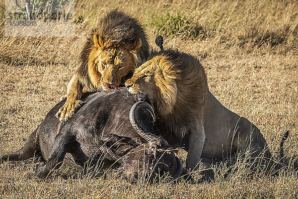 Drei männliche Löwen (Panthera leo) fressen einen toten Büffel (Syncerus caffer)  Serengeti; Tansania