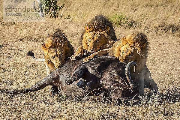 Drei männliche Löwen (Panthera leo) fressen einen toten Büffel (Syncerus caffer)  Serengeti; Tansania