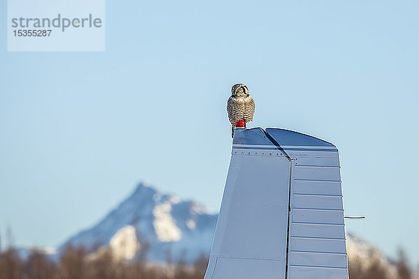 Habichtskauz (Surnia ulula) auf einem kleinen Flugzeug sitzend; Alaska  Vereinigte Staaten von Amerika