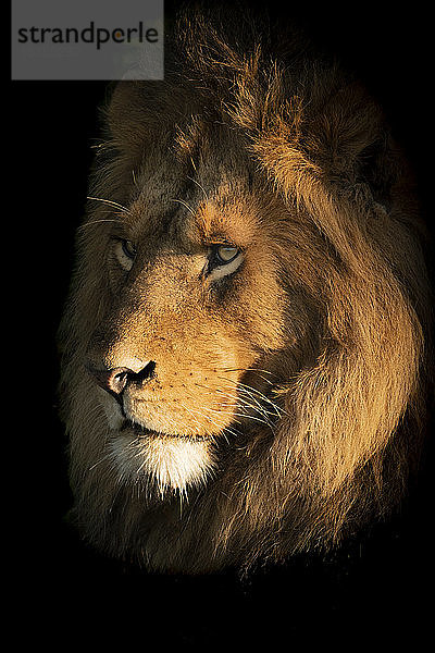 Ein männlicher Löwe (Panthera leo) liegt mit seinem Kopf im goldenen Licht der Morgendämmerung getaucht. Er hat eine lange Mähne und starrt in die Ferne. Aufgenommen mit einer Nikon D850  Serengeti National Park; Tansania