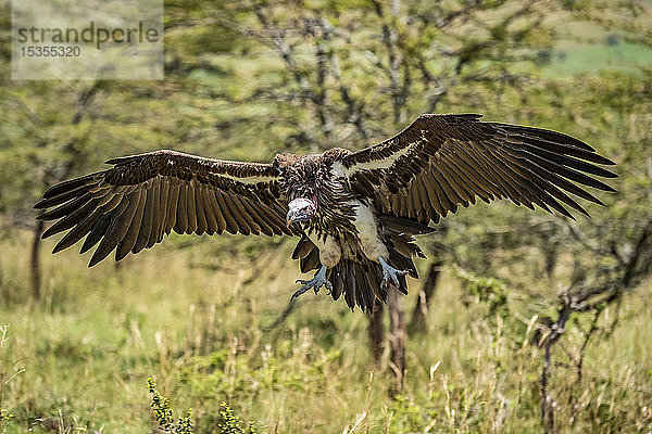 Ohrengeier (Torgos tracheliotos) gleitet zur Landung zwischen Büschen  Serengeti; Tansania