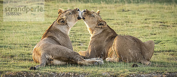 Zwei Löwinnen (Panthera leo) lecken sich gegenseitig  Serengeti-Nationalpark; Tansania