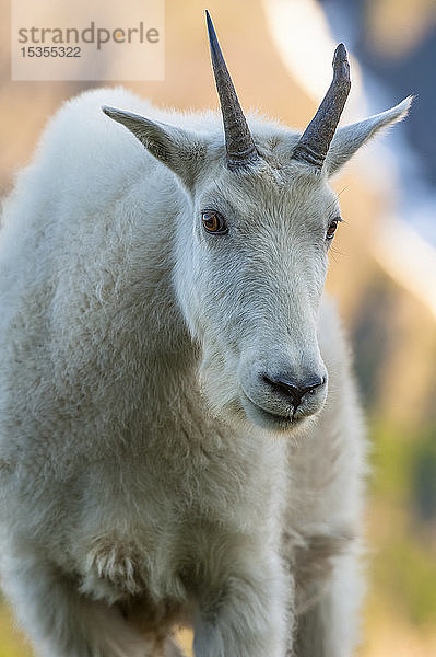 Nahaufnahme einer jungen Bergziege (Oreamnos americanus) im Kenai Fjords National Park an einem sonnigen Sommernachmittag in Süd-Zentral-Alaska; Alaska  Vereinigte Staaten von Amerika