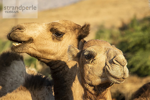 Nahaufnahme von zwei Kamelen auf dem montäglichen Viehmarkt; Keren  Region Anseba  Eritrea