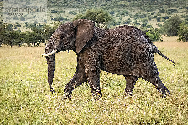 Afrikanischer Elefant (Loxodonta africana) spaziert über das Gras zwischen den Bäumen  Serengeti-Nationalpark; Tansania