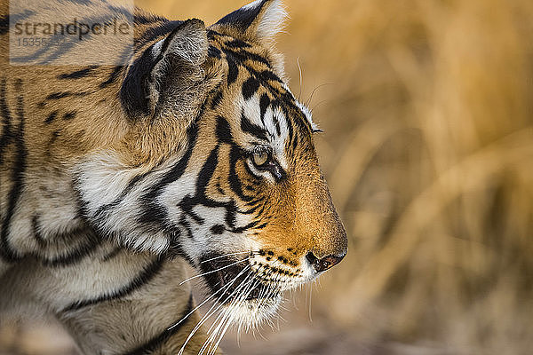 Bengalischer Tiger (Panthera tigris tigris)  Ranthambore National Park; Indien