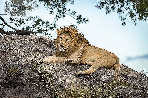 Männlicher Löwe (Panthera leo) liegt auf einem Felsen und schaut in die Kamera  Serengeti; Tansania