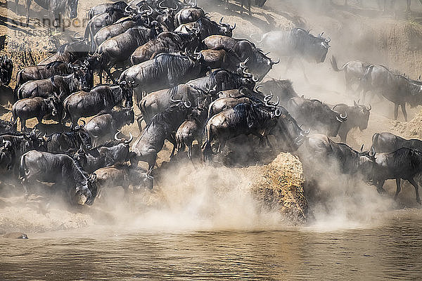 Gnus (Connochaetes taurinus) drängen sich zusammen  während sie am Ufer des Mara-Flusses entlanglaufen und einen Platz zum Überqueren suchen  Serengeti-Nationalpark; Tansania