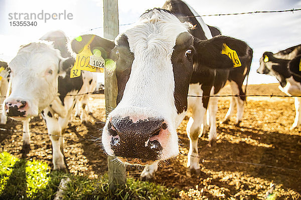 Zwei Holstein-Kühe  die an einem Stacheldrahtzaun stehen und neugierig in die Kamera schauen  mit Kennzeichnungsschildern in den Ohren auf einem Roboter-Milchviehbetrieb  nördlich von Edmonton; Alberta  Kanada