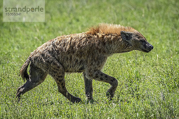 Tüpfelhyäne (Crocuta crocuta)  die im Profil über das Gras trottet  Serengeti-Nationalpark; Tansania