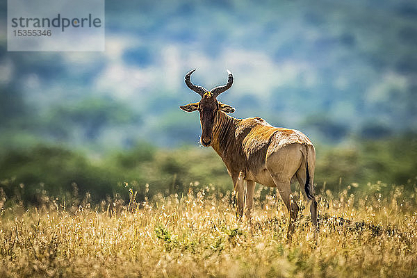 Coke's Hartebeest (Alcelaphus buselaphus cokii) auf einem Hügel stehend und die Kamera beobachtend  Serengeti; Tansania