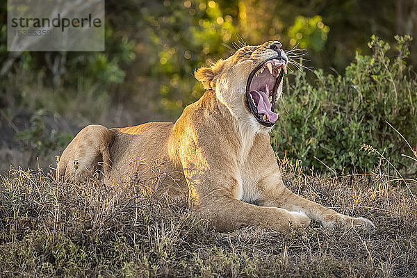 Löwin (Panthera leo) liegt in der Sonne und gähnt breit  Serengeti; Tansania