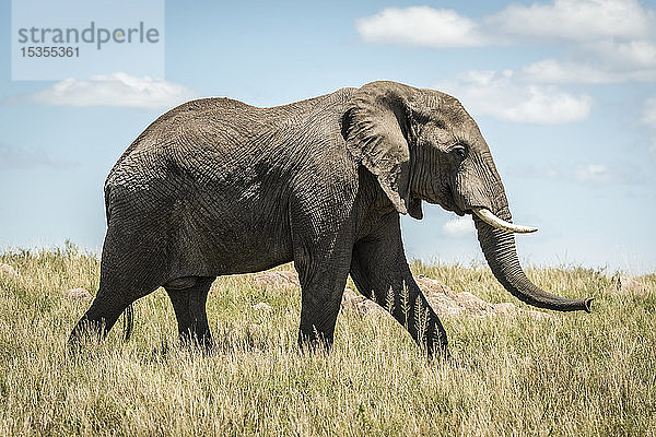 Afrikanischer Elefant (Loxodonta africana) im Vorbeigehen im langen Gras  Serengeti; Tansania