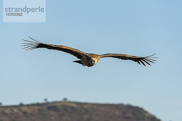 Afrikanischer Weißrückengeier (Gyps africanus) schwebt über einem grasbewachsenen Bergrücken  Serengeti; Tansania