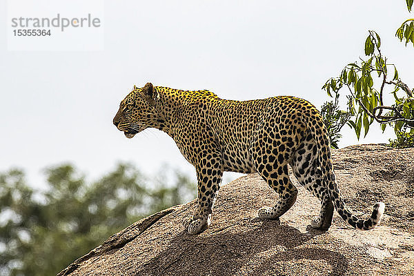 Weiblicher Leopard (Panthera pardus) untersucht sein Revier von einem großen Felsen aus im Serengeti-Nationalpark; Tansania