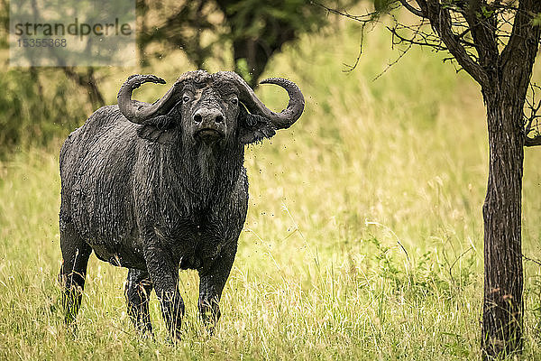 Kapbüffel (Syncerus caffer) steht unter einem Baum und hebt den Kopf  Serengeti; Tansania