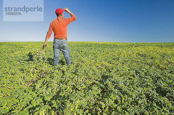 Ein Landwirt untersucht ein Kichererbsenfeld im mittleren Wachstumsstadium in der Nähe von Kincaid  Saskatchewan  Kanada