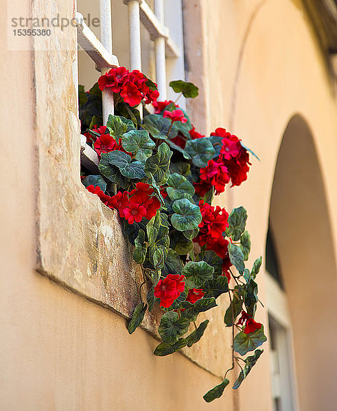 Blühende Blumen auf einer Fensterbank; Syrakus  Sizilien  Ortigia  Italien