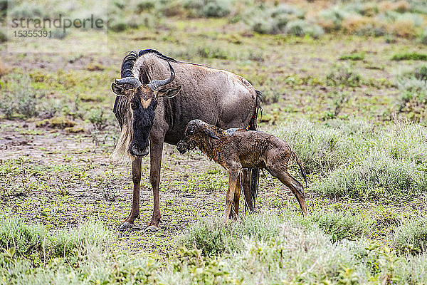 Die Mutter eines Gnus (Connochaetes taurinus) starrt auf ihr noch nasses neugeborenes Kalb  das sich gerade auf die Beine gequält hat  im Ndutu-Gebiet des Ngorongoro-Schutzgebiets in den Serengeti-Ebenen; Tansania