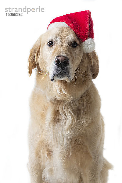 Golden Retriever Hund mit Weihnachtsmannmütze und ernstem Gesichtsausdruck  im Studio mit weißem Hintergrund