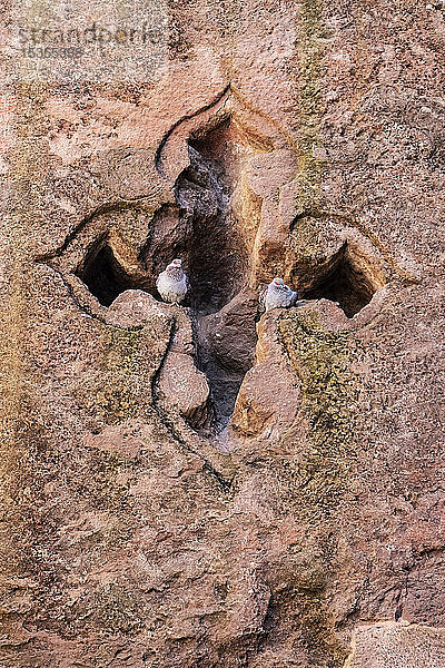 Kreuzförmiges Fenster im Grab von Adam in der Nordgruppe der Felsenkirchen  Lalibela  Amhara-Region  Äthiopien