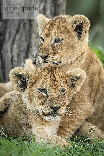 Nahaufnahme von liegenden und sitzenden Löwenjungen (Panthera leo)  Serengeti National Park; Tansania