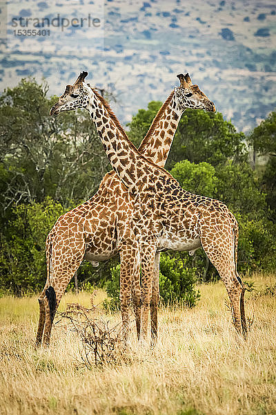 Zwei Massai-Giraffen (Giraffa camelopardalis tippelskirchii) kreuzen ihre Hälse bei Bäumen  Serengeti; Tansania